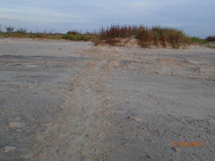 Caretta caretta