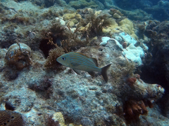 Haemulon carbonarium