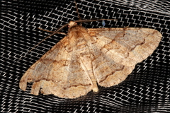 Gastrinodes bitaeniaria