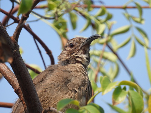 iNaturalist observation photo of California Thrasher