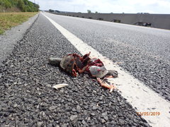 Malaclemys terrapin centrata