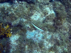 Halichoeres maculipinna