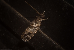 Acridotarsa celsella