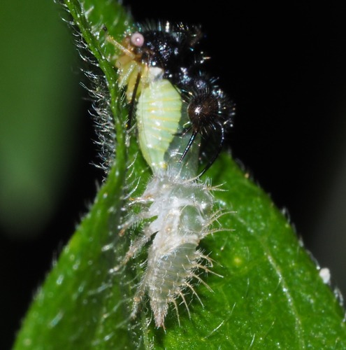 アリカツギツノゼミ (Cyphonia clavata) · iNaturalist