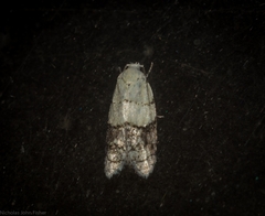 Tracholena sulfurosa