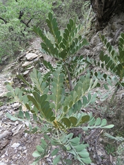 Pseudosmodingium virletii