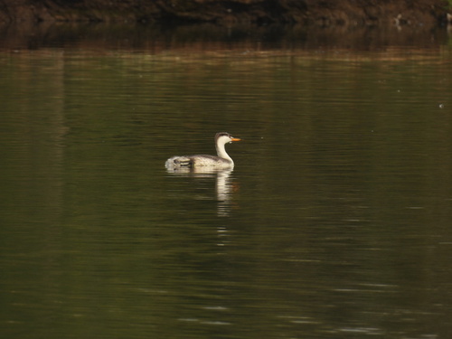 iNaturalist observation photo of Clark's Grebe
