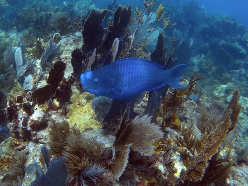 Blue Parrotfish