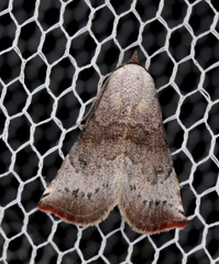 Mataeomera mesotaenia