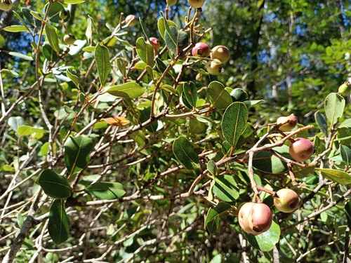 Syzygium cuneifolium, 2025-07-26
