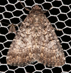 Condica aroana