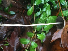 Psathyrella