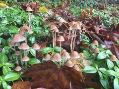 Psathyrella