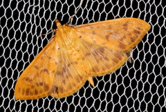 Patania balteata