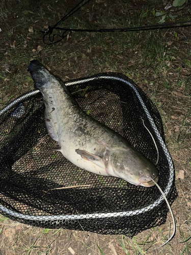 Wels Catfish