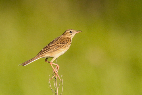 Bisbita de Richard (Anthus richardi)