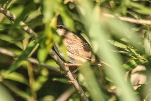 Pallas's Grasshopper Warbler (Helopsaltes certhiola), photo 9