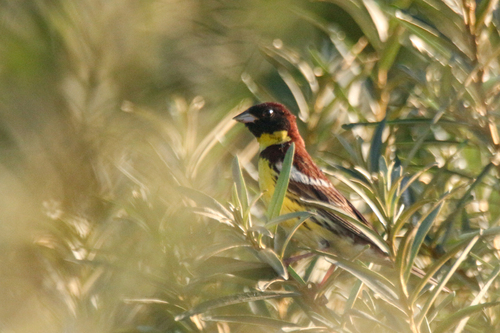Escribano aureolado (Emberiza aureola)