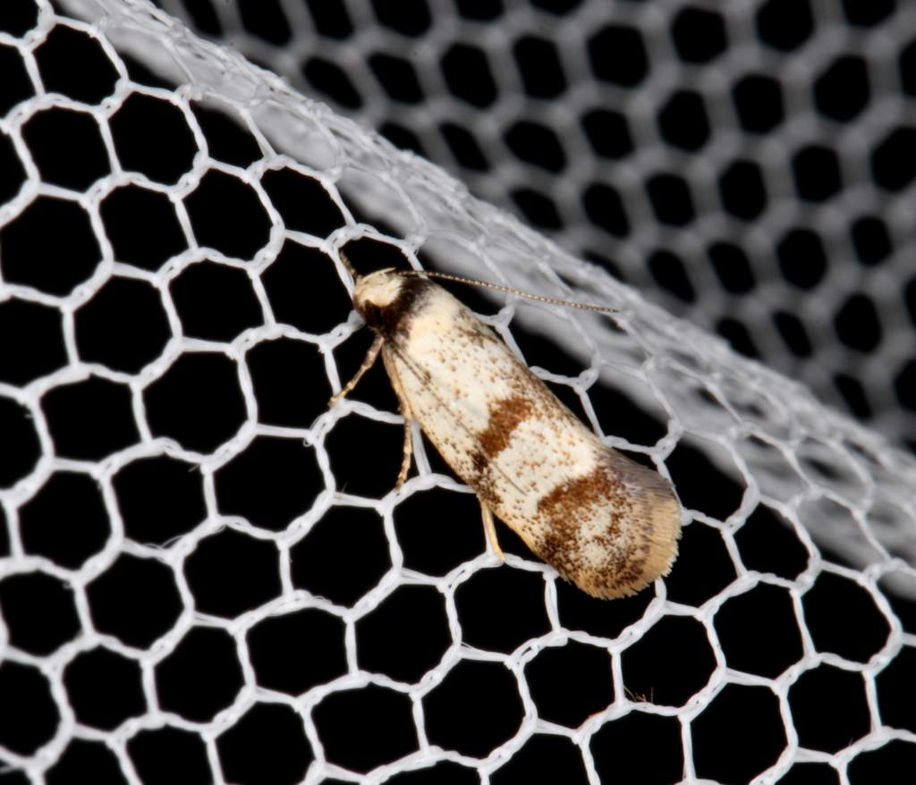 Philobota curvilinea