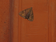 Eulepidotis carcistola