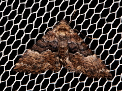 Aporoctena scierodes