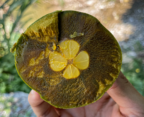 Diospyros nigra