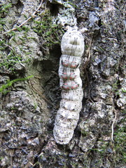 Hemicephalis