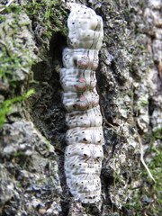 Hemicephalis