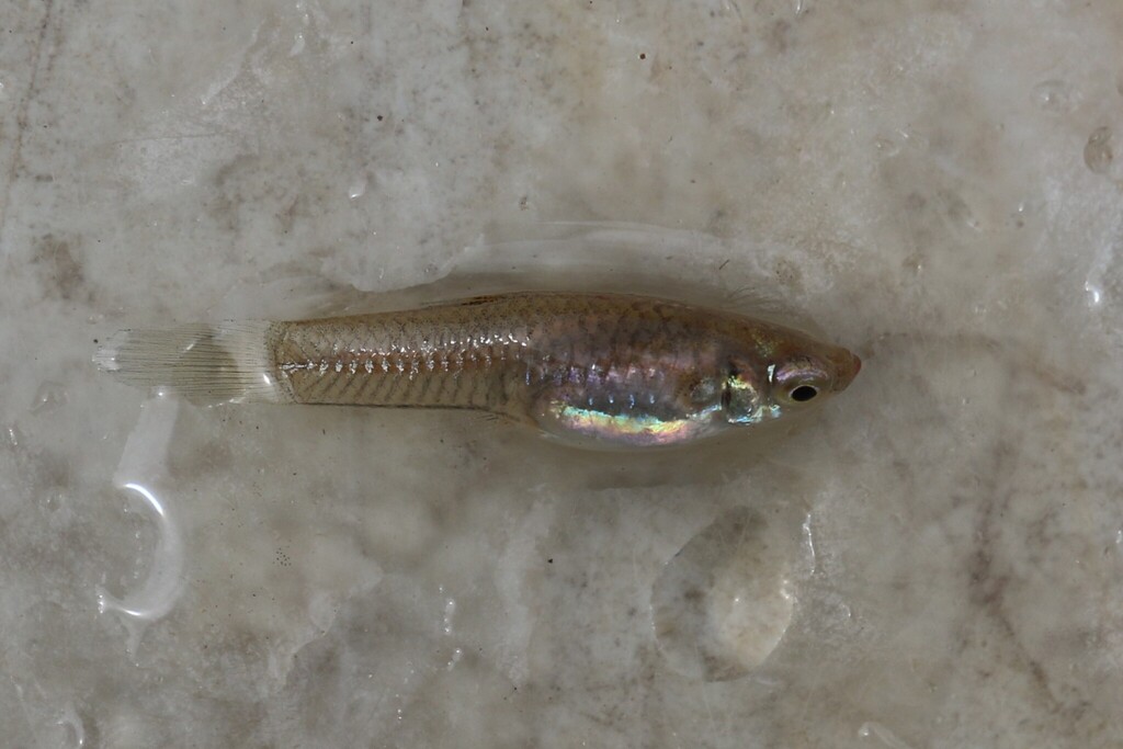 Chisel Toothcarp