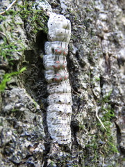 Hemicephalis