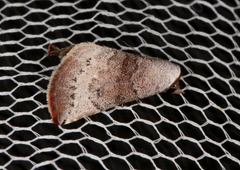 Mataeomera mesotaenia