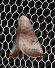 Mataeomera mesotaenia