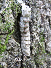 Hemicephalis