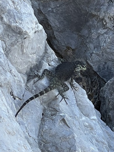 Oberon Spiny Lizard, Sceloporus oberon