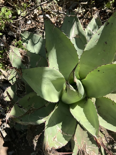 Agave ovatifolia