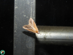 Hypena lividalis