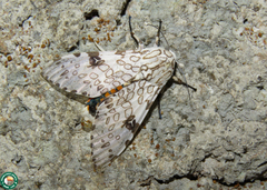 Hypercompe abdominalis