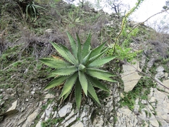 Agave xylonacantha