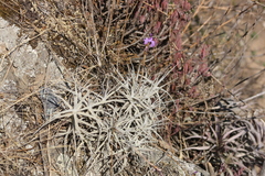 Tillandsia paleacea