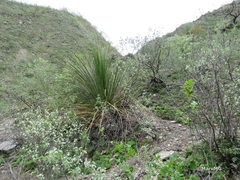 Dasylirion longistylum