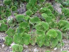 Selaginella gypsophila
