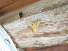 Leucanopsis perdentata