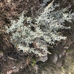 Solanum elaeagnifolium