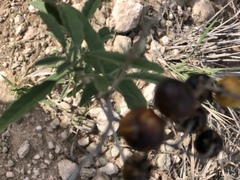 Solanum elaeagnifolium