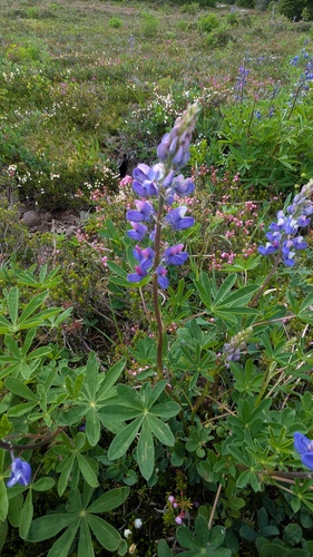 Lupinus arcticus ssp. subalpinus