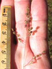 Anthenantia rufa