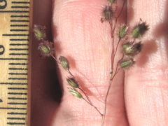 Anthenantia rufa