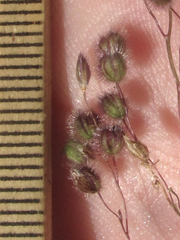 Anthenantia rufa