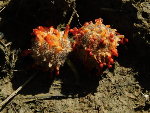 Broussonetia papyrifera