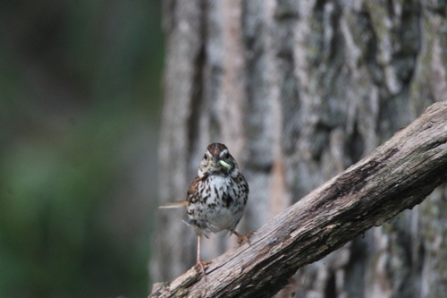 Song Sparrow photographed in Michigan